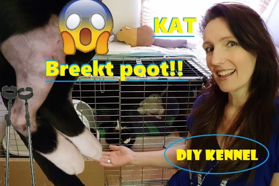 Kat breekt poot !!! Operatie en Hoe verliep de eerste week?DIY Kennel