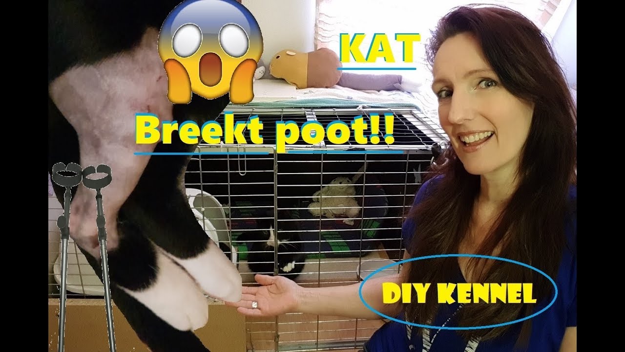 Kat breekt poot !!! Operatie en Hoe verliep de eerste week?DIY Kennel