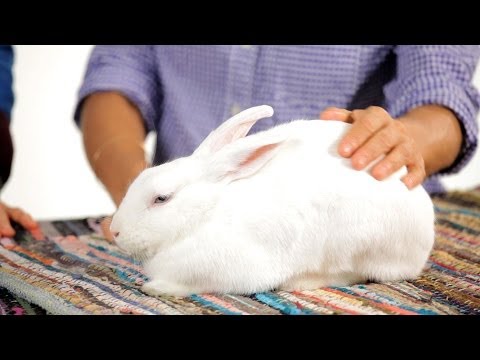 Can I Leave My Rabbit Alone for Weekend? | Pet Rabbits