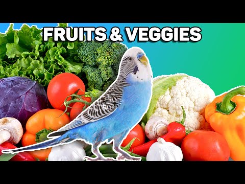 How to get your parakeet to eat fruits and veggies (Toxic Vs  Safe)
