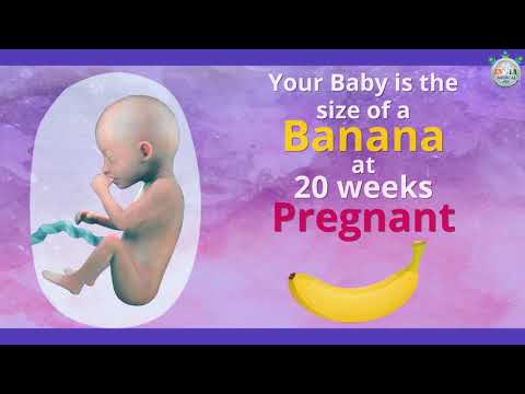Baby’s Development at 20th Week of Pregnancy   Part 1