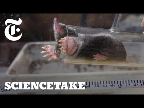 How Hard Do Moles Dig? | ScienceTake | The New York Times